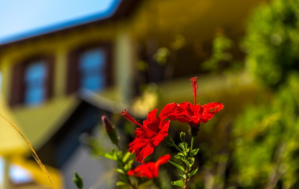 Marmaris Holiday Villas Extérieur photo